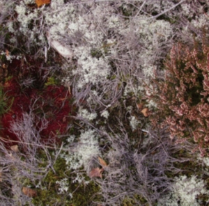 Fursaxa - Mycorrhizae Realm i gruppen CD / Pop-Rock hos Bengans Skivbutik AB (1171964)