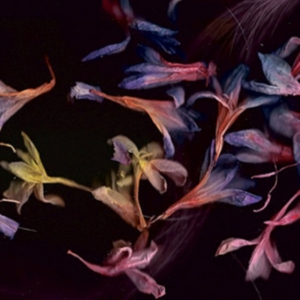 Collier David - Smacht i gruppen VINYL / Pop-Rock hos Bengans Skivbutik AB (2042458)