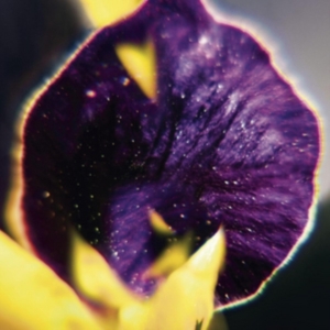 Fis - From Patterns To Details i gruppen VINYL / Pop-Rock hos Bengans Skivbutik AB (2057156)