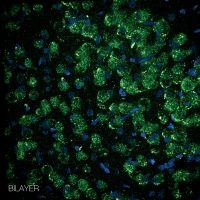 Bilayer - Bilayer i gruppen CD / Jazz hos Bengans Skivbutik AB (3522485)