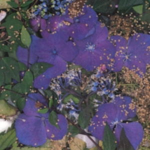 Somesurprises - Somesurprises i gruppen ÖVRIGT / Övrigt / aub hos Bengans Skivbutik AB (3670183)