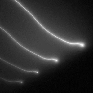 Elektro Guzzi - Parade i gruppen ÖVRIGT / Övrigt / aub hos Bengans Skivbutik AB (3830305)