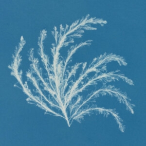 Broadside Hacks - Barbry Allen i gruppen VINYL / Pop-Rock hos Bengans Skivbutik AB (4149399)