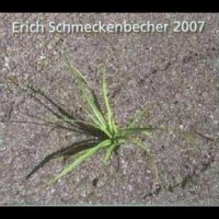 Schmeckenbecher Erich - 2007 i gruppen CD / Hårdrock,Pop-Rock hos Bengans Skivbutik AB (4265384)