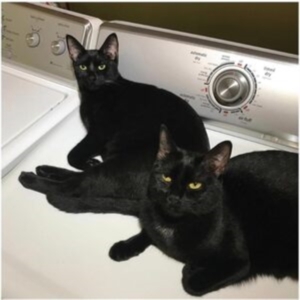 Prekop Sam & John Mcentire - Sons Of i gruppen ÖVRIGT / Övrigt / aub hos Bengans Skivbutik AB (4296260)