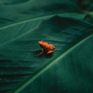 Ingredient - Ingredient i gruppen VINYL / Pop-Rock hos Bengans Skivbutik AB (4303775)