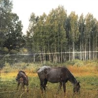 Pianos Become The Teeth - Old Pride (Forest Green Vinyl) i gruppen VI TIPSAR / Julklappstips Vinyl hos Bengans Skivbutik AB (5520747)