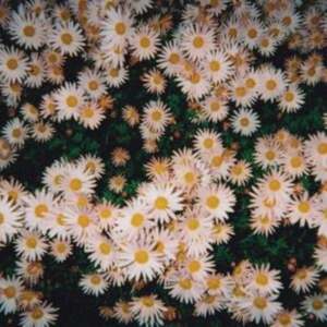 Bad Bad Hats - Bad Bad Hats (Pink Vinyl) i gruppen VINYL / Pop-Rock hos Bengans Skivbutik AB (5521674)