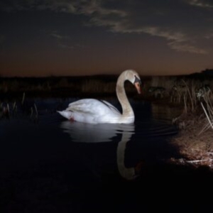 Wandinger Ludwig - Is Peace Wild? i gruppen VINYL / Pop-Rock hos Bengans Skivbutik AB (5561088)