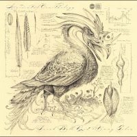 Reid Sarah Belle & Golia Vinny - Accidental Ornithology i gruppen ÖVRIGT / Övrigt / Artiklar-kommande hos Bengans Skivbutik AB (5569554)