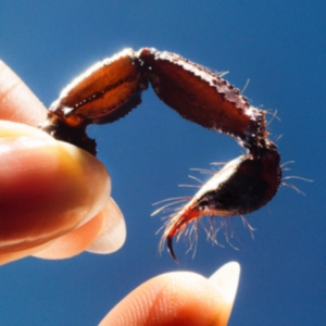 Squid - Cowards i gruppen VINYL / Pop-Rock hos Bengans Skivbutik AB (5571710)