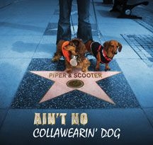 Piper & Scooter - Ain't No Collawearin' Dog i gruppen CD / Pop hos Bengans Skivbutik AB (2396880)