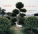 Köll/Pianca - Giants - Arrangements For Harp & L Köll/Pianca - Giants - Arrangements For Harp & L